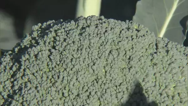 「ブロッコリー｢農業を始めて一番いい出来｣ 今年はお手頃価格に ビタミンやミネラルなど栄養豊富な“最強野菜” 愛知･田原市で出荷最盛期」の画像