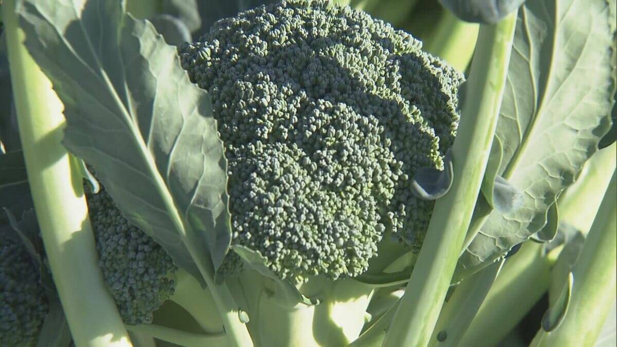 ブロッコリー｢農業を始めて一番いい出来｣ 今年はお手頃価格に ビタミンやミネラルなど栄養豊富な“最強野菜” 愛知･田原市で出荷最盛期