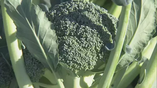 「ブロッコリー｢農業を始めて一番いい出来｣ 今年はお手頃価格に ビタミンやミネラルなど栄養豊富な“最強野菜” 愛知･田原市で出荷最盛期」の画像