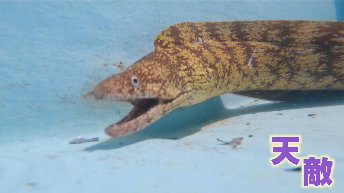 ｢黒潮大蛇行｣終息も伊勢エビ戻らず “天敵”ウツボが増えた…伊勢志摩の海の異変 アワビやサザエが姿消した“磯焼けの海”は回復するのか