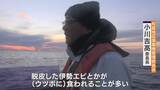 「｢黒潮大蛇行｣終息も伊勢エビ戻らず “天敵”ウツボが増えた…伊勢志摩の海の異変 アワビやサザエが姿消した“磯焼けの海”は回復するのか」の画像16