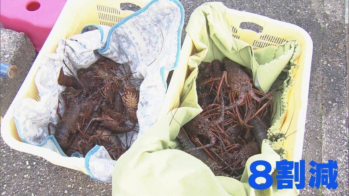 ｢黒潮大蛇行｣終息も伊勢エビ戻らず “天敵”ウツボが増えた…伊勢志摩の海の異変 アワビやサザエが姿消した“磯焼けの海”は回復するのか