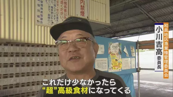 「｢黒潮大蛇行｣終息も伊勢エビ戻らず “天敵”ウツボが増えた…伊勢志摩の海の異変 アワビやサザエが姿消した“磯焼けの海”は回復するのか」の画像