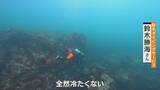 「｢黒潮大蛇行｣終息も伊勢エビ戻らず “天敵”ウツボが増えた…伊勢志摩の海の異変 アワビやサザエが姿消した“磯焼けの海”は回復するのか」の画像2