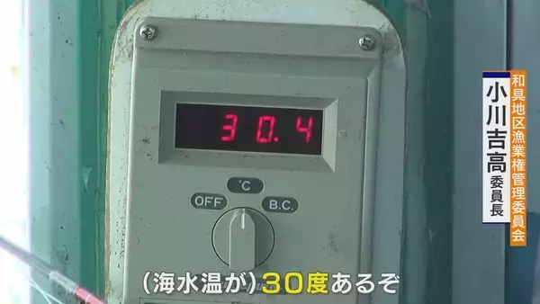 「｢黒潮大蛇行｣終息も伊勢エビ戻らず “天敵”ウツボが増えた…伊勢志摩の海の異変 アワビやサザエが姿消した“磯焼けの海”は回復するのか」の画像