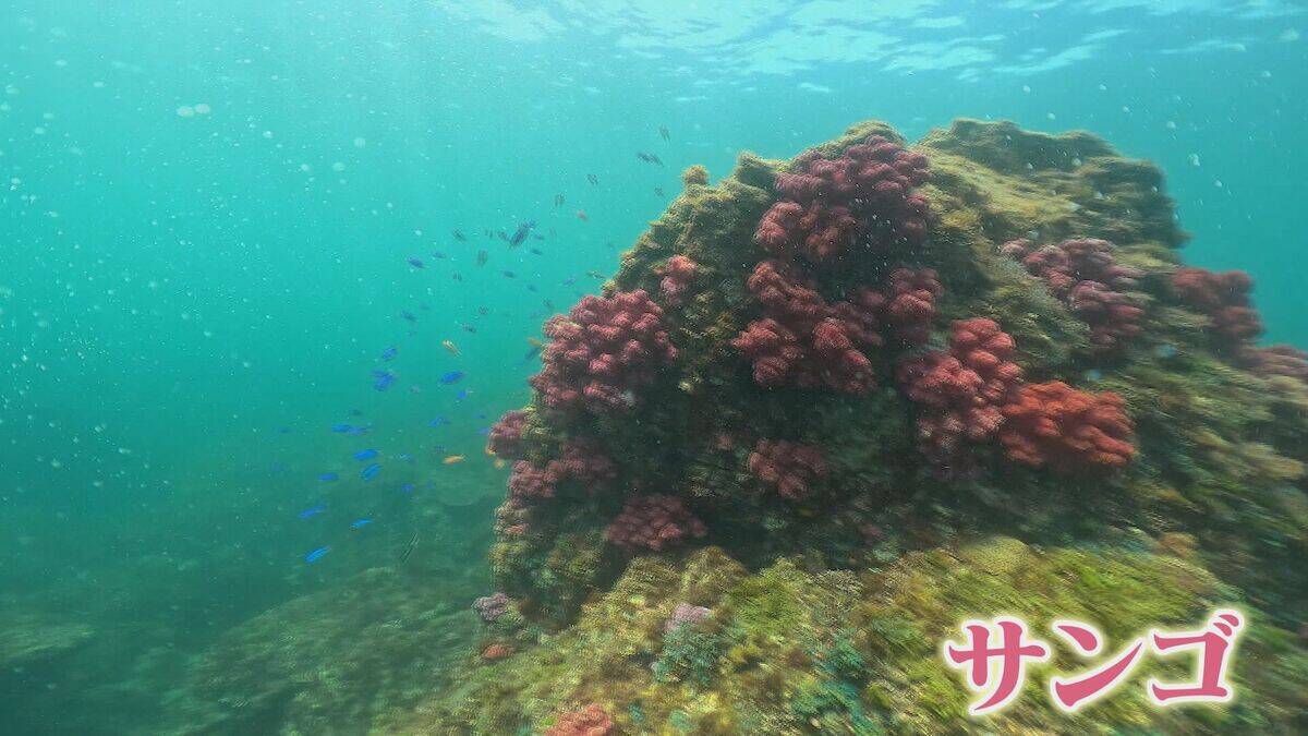 ｢黒潮大蛇行｣終息も伊勢エビ戻らず “天敵”ウツボが増えた…伊勢志摩の海の異変 アワビやサザエが姿消した“磯焼けの海”は回復するのか