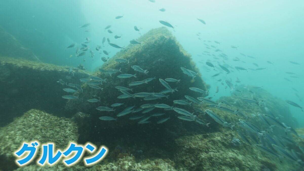 ｢黒潮大蛇行｣終息も伊勢エビ戻らず “天敵”ウツボが増えた…伊勢志摩の海の異変 アワビやサザエが姿消した“磯焼けの海”は回復するのか