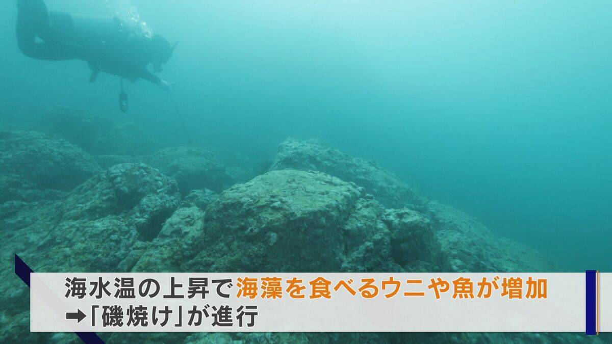 ｢黒潮大蛇行｣終息も伊勢エビ戻らず “天敵”ウツボが増えた…伊勢志摩の海の異変 アワビやサザエが姿消した“磯焼けの海”は回復するのか