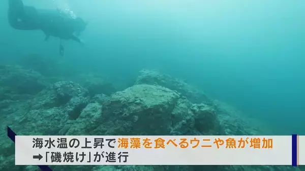 「｢黒潮大蛇行｣終息も伊勢エビ戻らず “天敵”ウツボが増えた…伊勢志摩の海の異変 アワビやサザエが姿消した“磯焼けの海”は回復するのか」の画像