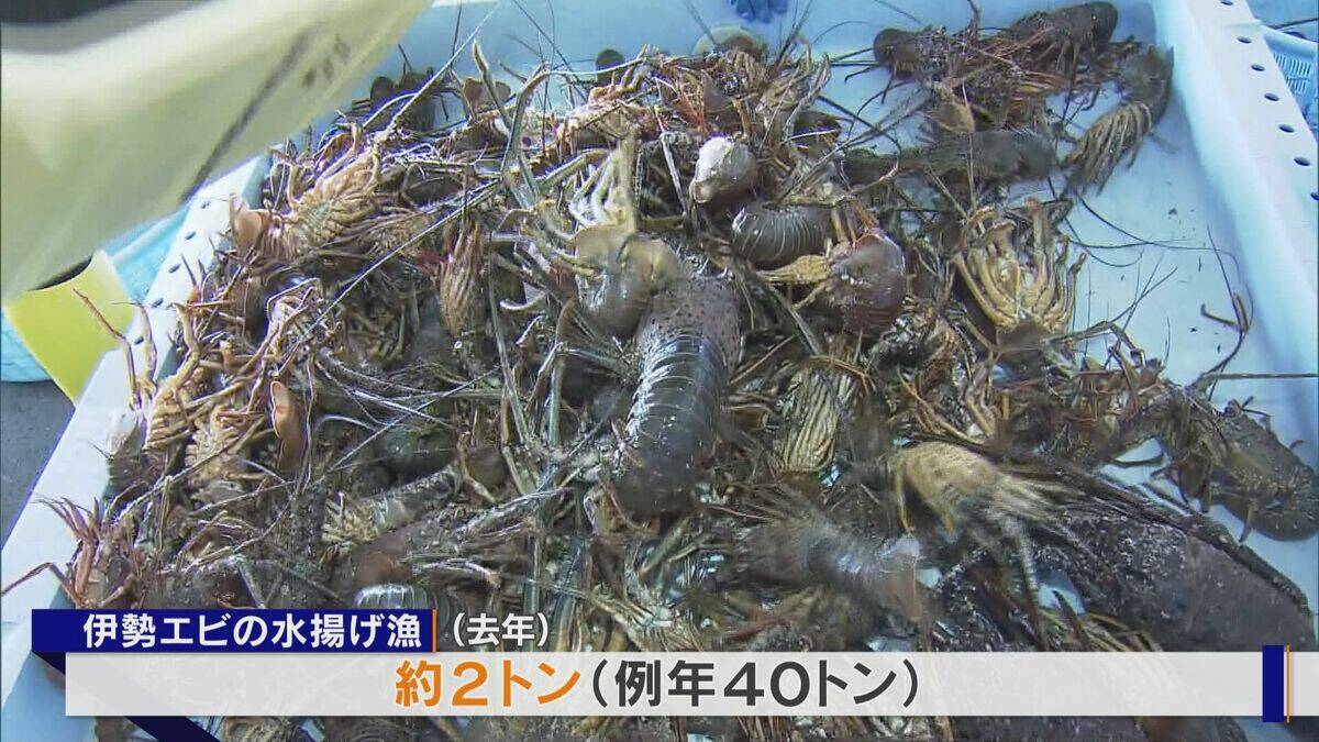 ｢黒潮大蛇行｣終息も伊勢エビ戻らず “天敵”ウツボが増えた…伊勢志摩の海の異変 アワビやサザエが姿消した“磯焼けの海”は回復するのか