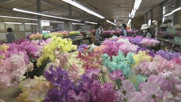 花言葉は｢旅立ち｣ 卒業シーズンに向けスイートピーが出荷最盛期 鮮やかな色合いで門出を祝う 三重･御浜町