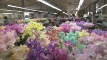 花言葉は｢旅立ち｣ 卒業シーズンに向けスイートピーが出荷最盛期 鮮やかな色合いで門出を祝う 三重･御浜町