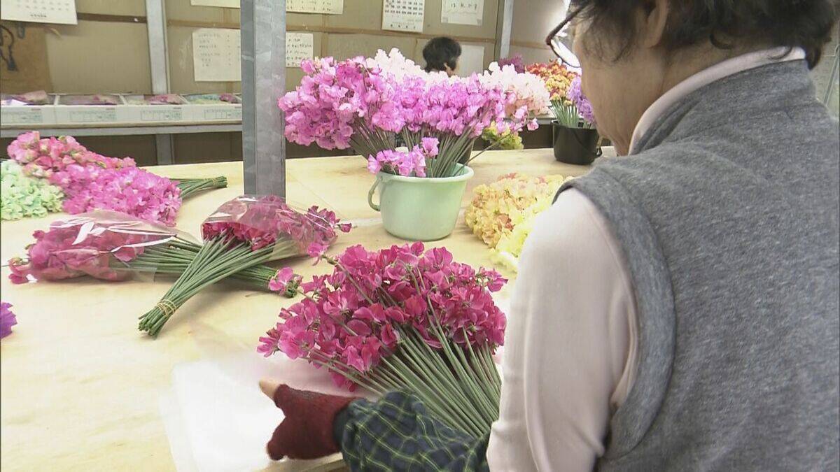花言葉は｢旅立ち｣ 卒業シーズンに向けスイートピーが出荷最盛期 鮮やかな色合いで門出を祝う 三重･御浜町