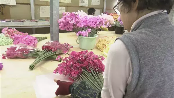 「花言葉は｢旅立ち｣ 卒業シーズンに向けスイートピーが出荷最盛期 鮮やかな色合いで門出を祝う 三重･御浜町」の画像