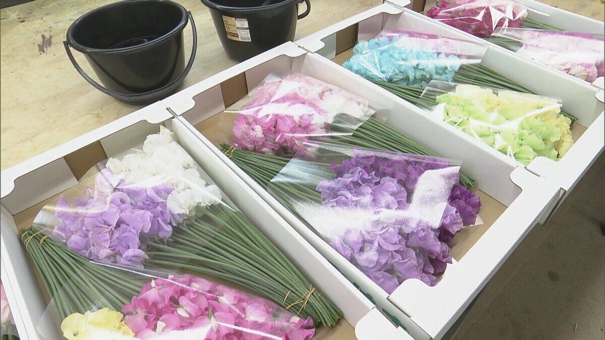 花言葉は｢旅立ち｣ 卒業シーズンに向けスイートピーが出荷最盛期 鮮やかな色合いで門出を祝う 三重･御浜町
