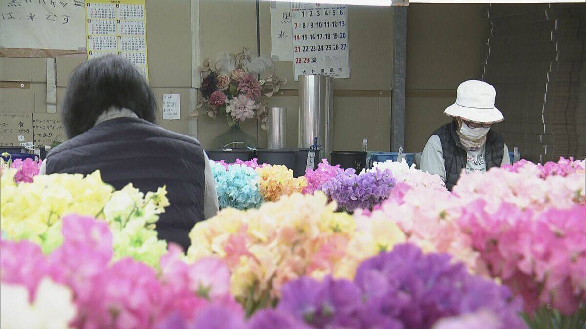 花言葉は｢旅立ち｣ 卒業シーズンに向けスイートピーが出荷最盛期 鮮やかな色合いで門出を祝う 三重･御浜町