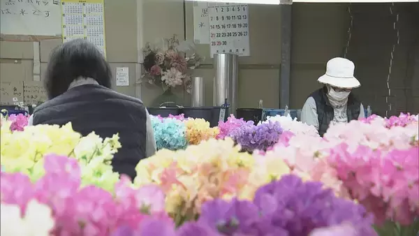 「花言葉は｢旅立ち｣ 卒業シーズンに向けスイートピーが出荷最盛期 鮮やかな色合いで門出を祝う 三重･御浜町」の画像