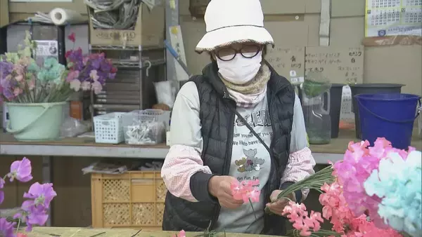 「花言葉は｢旅立ち｣ 卒業シーズンに向けスイートピーが出荷最盛期 鮮やかな色合いで門出を祝う 三重･御浜町」の画像