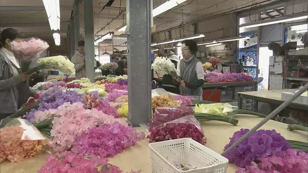 「花言葉は｢旅立ち｣ 卒業シーズンに向けスイートピーが出荷最盛期 鮮やかな色合いで門出を祝う 三重･御浜町」の画像