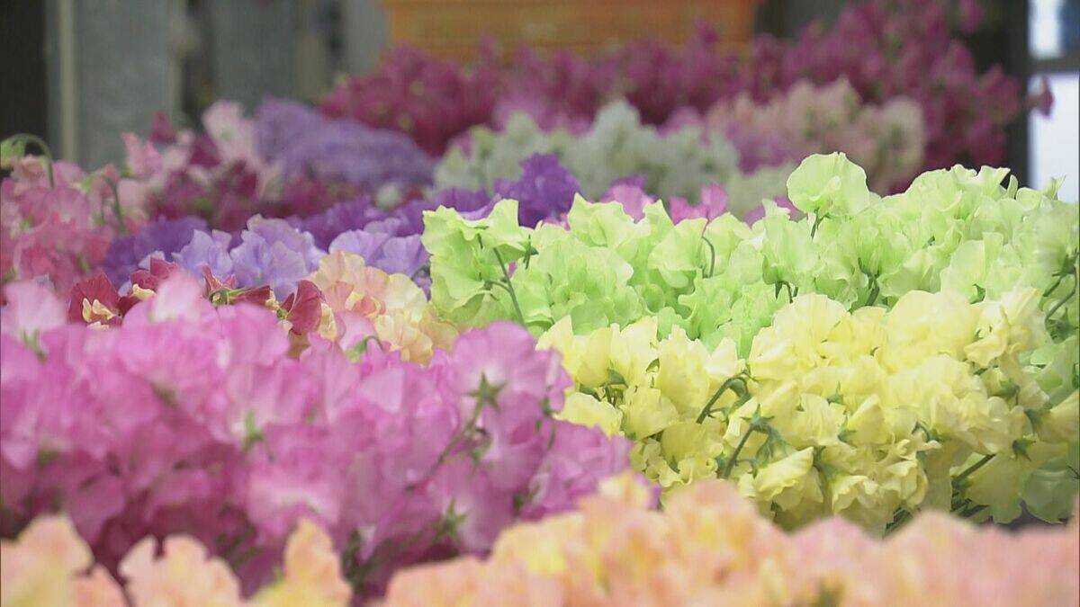 花言葉は｢旅立ち｣ 卒業シーズンに向けスイートピーが出荷最盛期 鮮やかな色合いで門出を祝う 三重･御浜町