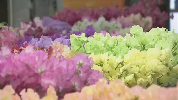 「花言葉は｢旅立ち｣ 卒業シーズンに向けスイートピーが出荷最盛期 鮮やかな色合いで門出を祝う 三重･御浜町」の画像