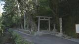 「希少なセッコクの花が見頃 樹齢800年のご神木に咲く 乱獲で全国的に数が減少 三重・紀宝町」の画像1