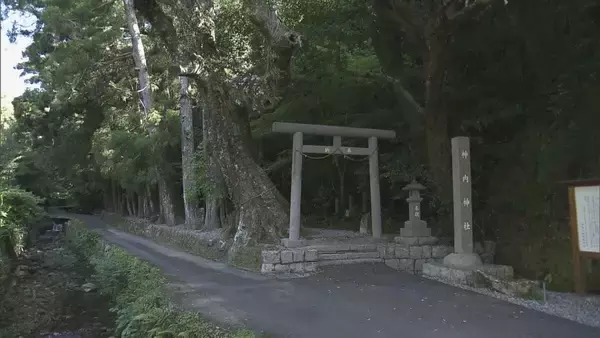 希少なセッコクの花が見頃 樹齢800年のご神木に咲く 乱獲で全国的に数が減少 三重・紀宝町
