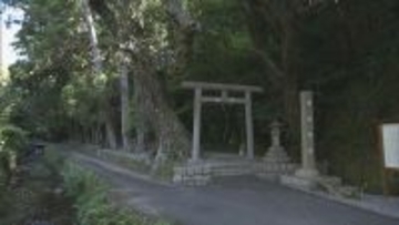 希少なセッコクの花が見頃 樹齢800年のご神木に咲く 乱獲で全国的に数が減少 三重・紀宝町