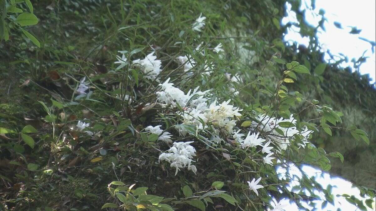 希少なセッコクの花が見頃 樹齢800年のご神木に咲く 乱獲で全国的に数が減少 三重・紀宝町