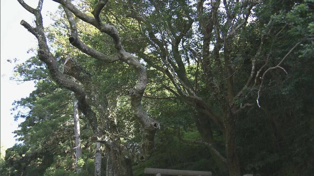 希少なセッコクの花が見頃 樹齢800年のご神木に咲く 乱獲で全国的に数が減少 三重・紀宝町