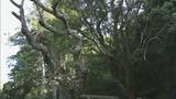 「希少なセッコクの花が見頃 樹齢800年のご神木に咲く 乱獲で全国的に数が減少 三重・紀宝町」の画像3