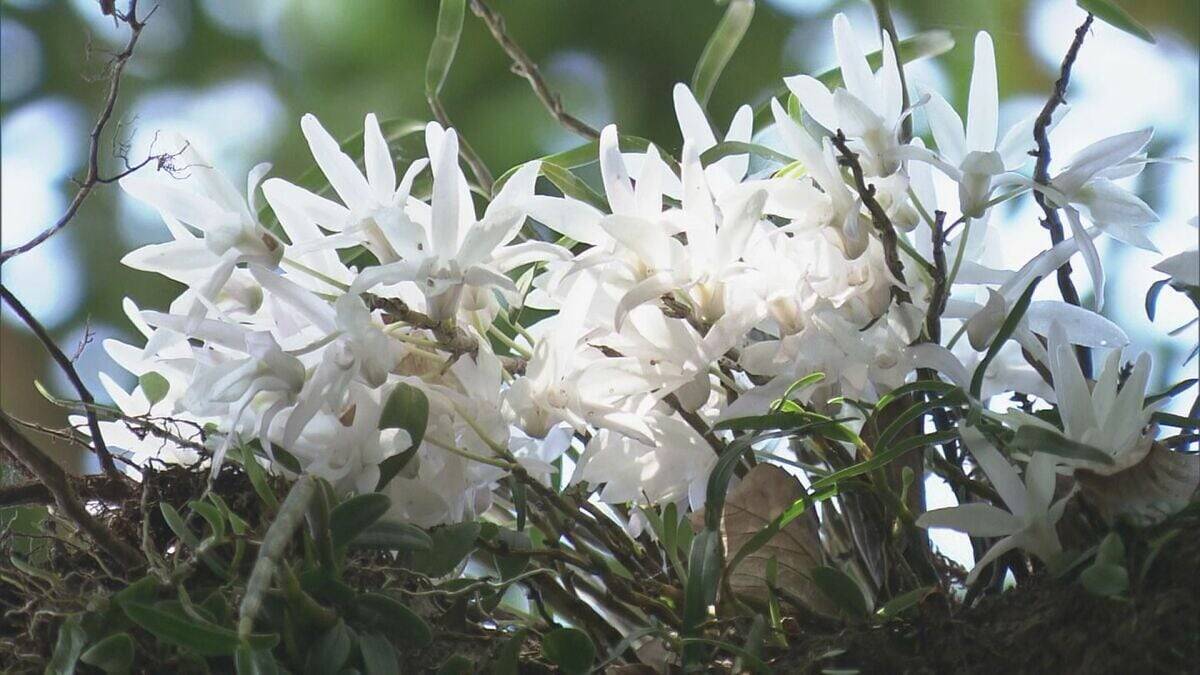 希少なセッコクの花が見頃 樹齢800年のご神木に咲く 乱獲で全国的に数が減少 三重・紀宝町