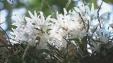 「希少なセッコクの花が見頃 樹齢800年のご神木に咲く 乱獲で全国的に数が減少 三重・紀宝町」の画像4
