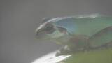 「珍しい“青色のカエル”発見 通常は緑色のニホンアマガエル 畑で見つけた夫婦が寄贈 三重･鳥羽水族館で展示」の画像1