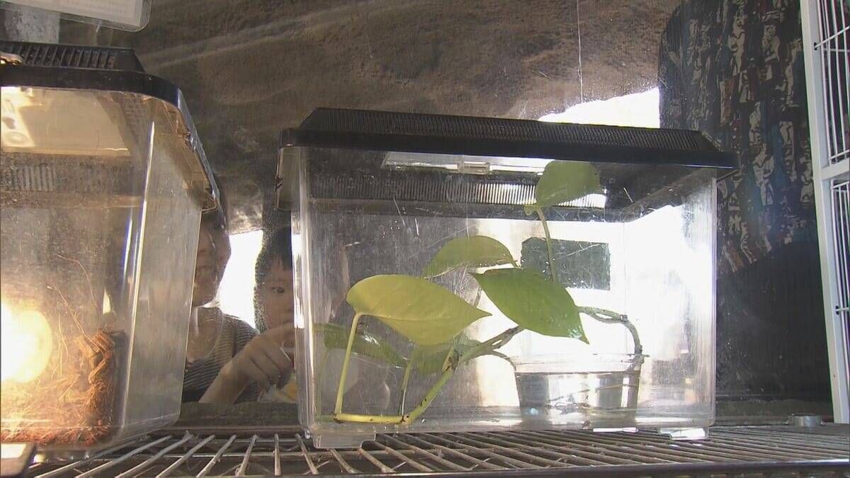 珍しい“青色のカエル”発見 通常は緑色のニホンアマガエル 畑で見つけた夫婦が寄贈 三重･鳥羽水族館で展示