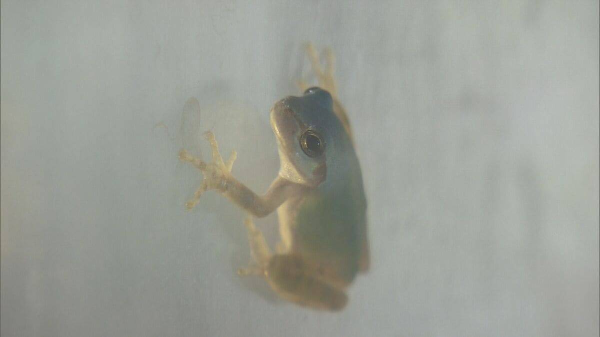 珍しい“青色のカエル”発見 通常は緑色のニホンアマガエル 畑で見つけた夫婦が寄贈 三重･鳥羽水族館で展示