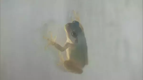 「珍しい“青色のカエル”発見 通常は緑色のニホンアマガエル 畑で見つけた夫婦が寄贈 三重･鳥羽水族館で展示」の画像