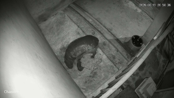 世界四大珍獣の｢コビトカバ｣ 東山動植物園で赤ちゃん産まれる 元気に動き回る様子も… 去年生育に成功した上野動物園から情報収集｢にかく無事に育って｣ 名古屋