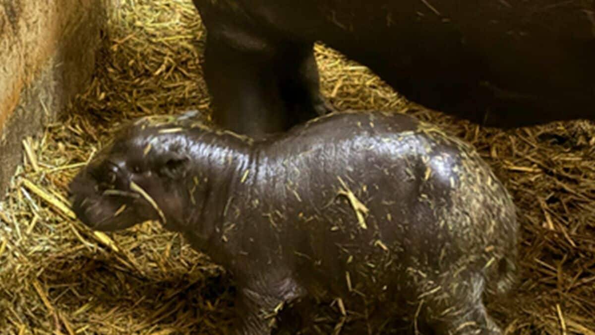 世界四大珍獣の｢コビトカバ｣ 東山動植物園で赤ちゃん産まれる 元気に動き回る様子も… 去年成育に成功した上野動物園から情報収集｢とにかく無事に育って｣ 名古屋