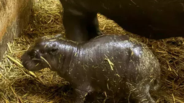 「世界四大珍獣の｢コビトカバ｣ 東山動植物園で赤ちゃん産まれる 元気に動き回る様子も… 去年成育に成功した上野動物園から情報収集｢とにかく無事に育って｣ 名古屋」の画像