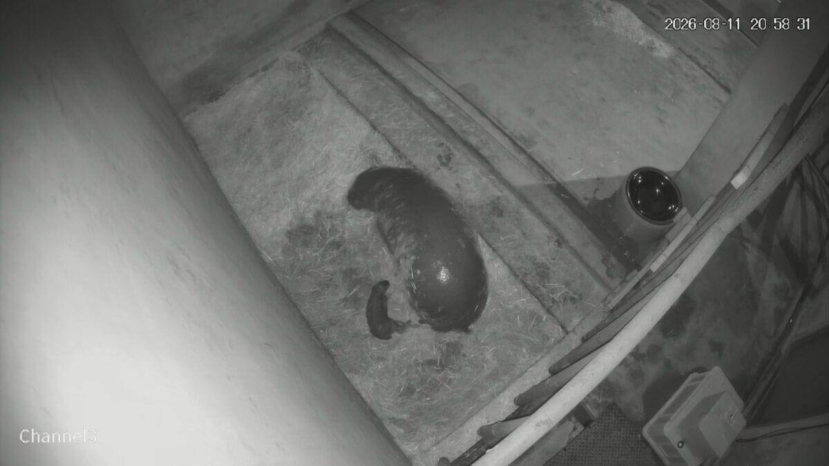 世界四大珍獣の｢コビトカバ｣ 東山動植物園で赤ちゃん産まれる 元気に動き回る様子も… 去年成育に成功した上野動物園から情報収集｢とにかく無事に育って｣ 名古屋