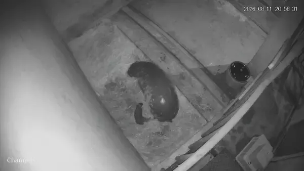 「世界四大珍獣の｢コビトカバ｣ 東山動植物園で赤ちゃん産まれる 元気に動き回る様子も… 去年成育に成功した上野動物園から情報収集｢とにかく無事に育って｣ 名古屋」の画像