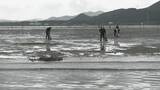 「特産のアサリを守ろうと地元漁師が天敵の貝を一斉に駆除　愛知・田原市」の画像1