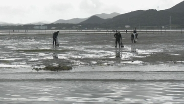 特産のアサリを守ろうと地元漁師が天敵の貝を一斉に駆除　愛知・田原市
