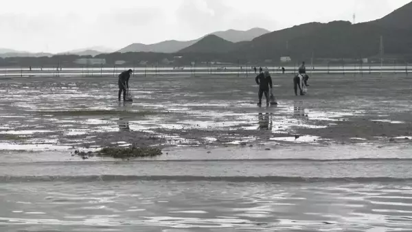 特産のアサリを守ろうと地元漁師が天敵の貝を一斉に駆除　愛知・田原市