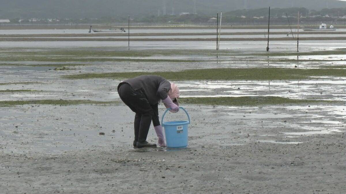 特産のアサリを守ろうと地元漁師が天敵の貝を一斉に駆除　愛知・田原市
