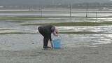 「特産のアサリを守ろうと地元漁師が天敵の貝を一斉に駆除　愛知・田原市」の画像2