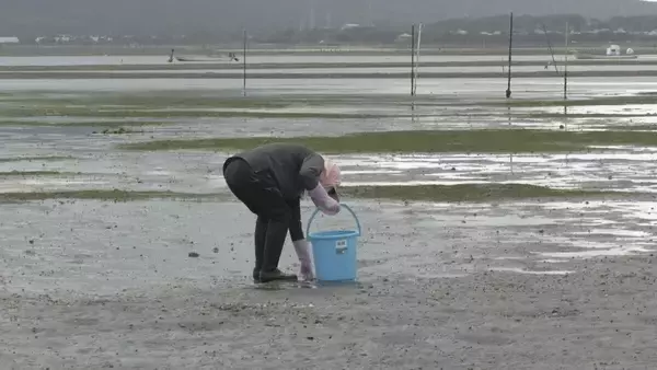「特産のアサリを守ろうと地元漁師が天敵の貝を一斉に駆除　愛知・田原市」の画像
