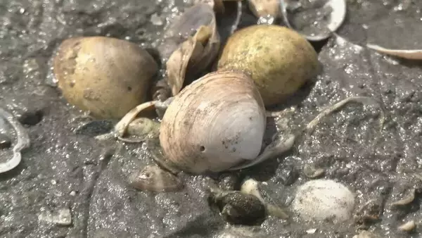 「特産のアサリを守ろうと地元漁師が天敵の貝を一斉に駆除　愛知・田原市」の画像