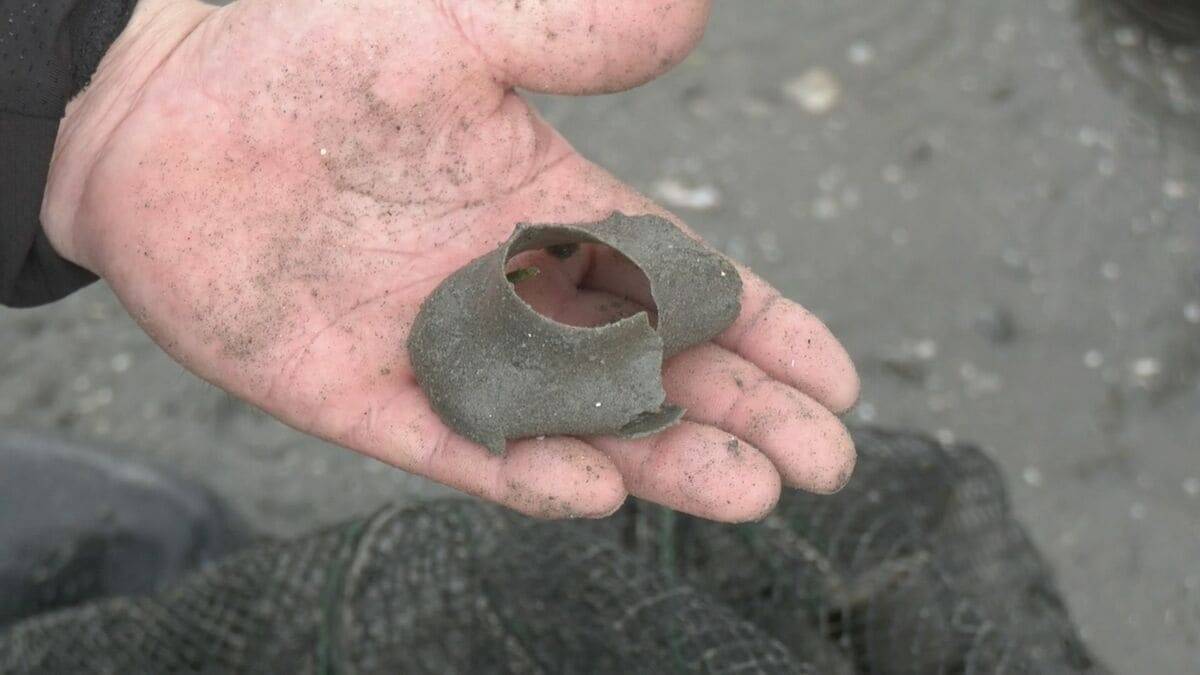特産のアサリを守ろうと地元漁師が天敵の貝を一斉に駆除　愛知・田原市